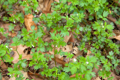 Phacelia ranunculacea