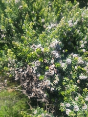Leptospermum lanigerum