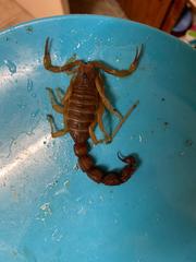 Parabuthus granulatus