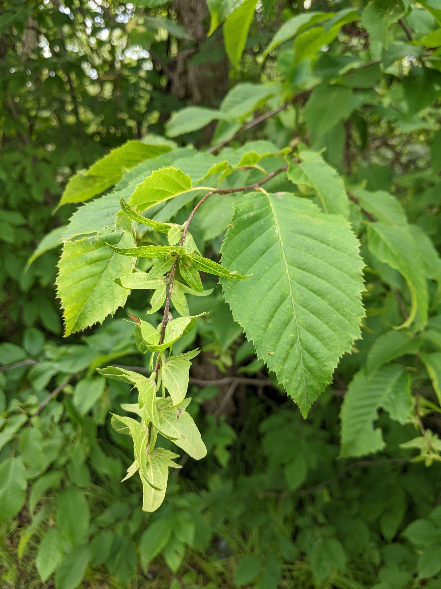 Carpinus caroliniana ssp. virginiana