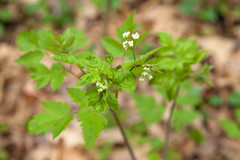 Osmorhiza longistylis