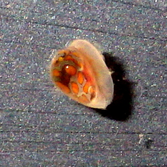 Cystiscus obesulus