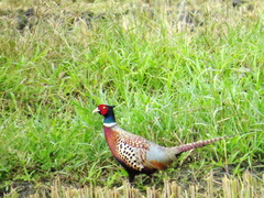 Phasianus colchicus formosanus