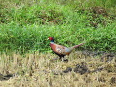 Phasianus colchicus formosanus