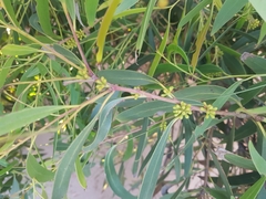 Eucalyptus nitida