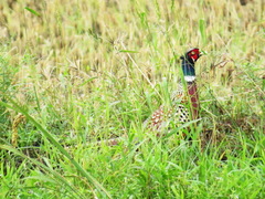 Phasianus colchicus formosanus