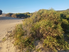 Eucalyptus nitida