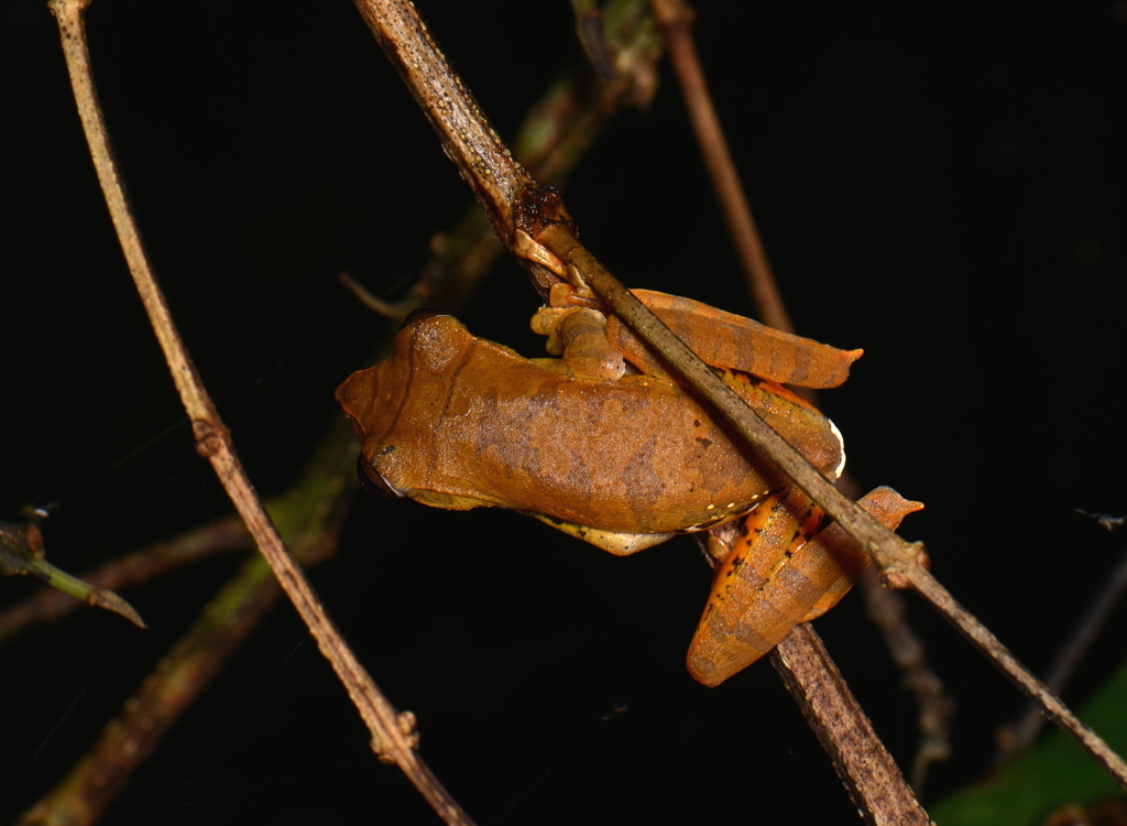 Katak-parasut Barisan (Rhacophorus barisani)