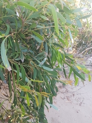 Eucalyptus nitida