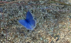 Catochrysops strabo strabo