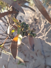Eucalyptus nitida