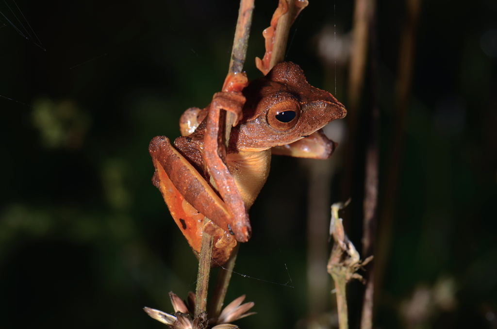 Katak-parasut Barisan (Rhacophorus barisani)
