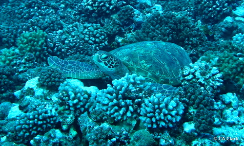 Green Sea Turtle