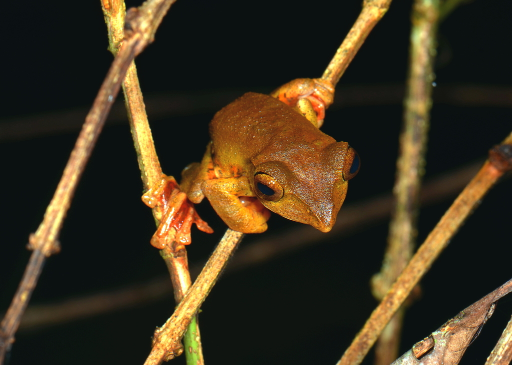 Barisan's Flying Frog