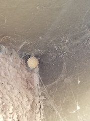 Latrodectus geometricus