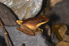 Odorrana hosii