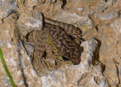 Sumaterana crassiovis