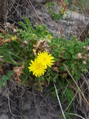 Sonchus megalocarpus