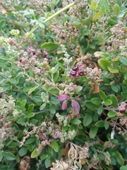 Rhagodia candolleana