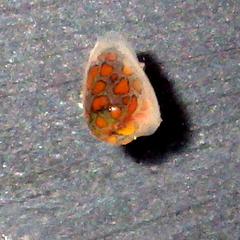 Cystiscus obesulus