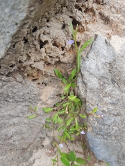 Lobelia anceps