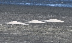 Geomys personatus