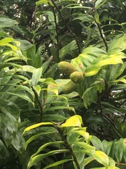 Freycinetia scandens