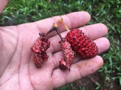 Freycinetia scandens