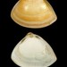 Crassula - Photo (c) WoRMS Editorial Board, alguns direitos reservados (CC BY-NC-SA)