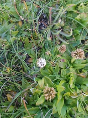 Nablonium calyceroides