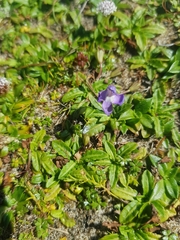 Mazus pumilio