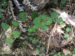 Nertera dichondrifolia