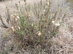 Baccharis texana