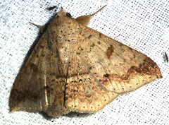 Ericeia inangulata