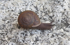 Helminthoglypta waltoni