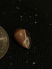 Melampus castaneus