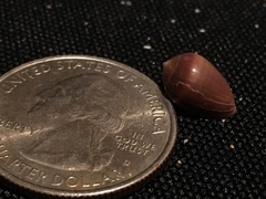 Melampus castaneus