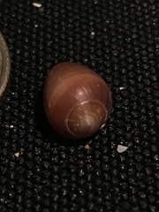 Melampus castaneus