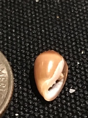 Melampus castaneus