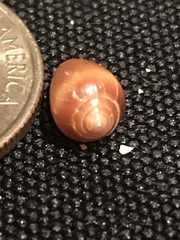 Melampus castaneus