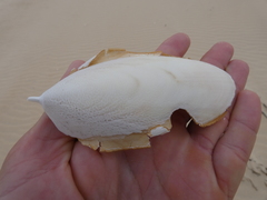 Sepia mestus