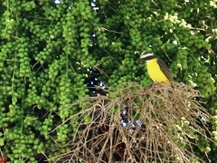 Myiozetetes similis