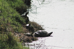 Trachemys ornata