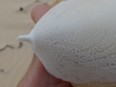 Sepia mestus