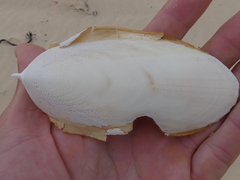 Sepia mestus