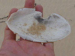Sepia mestus