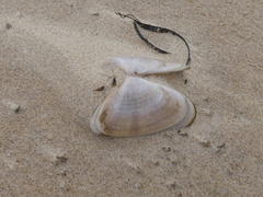 Latona deltoides