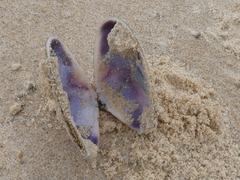 Latona deltoides