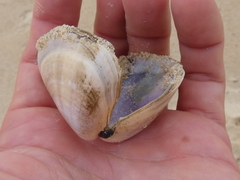 Latona deltoides