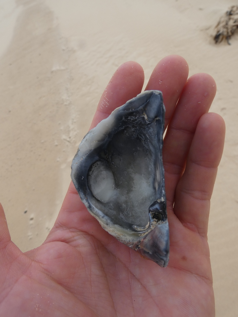 Rock Shells